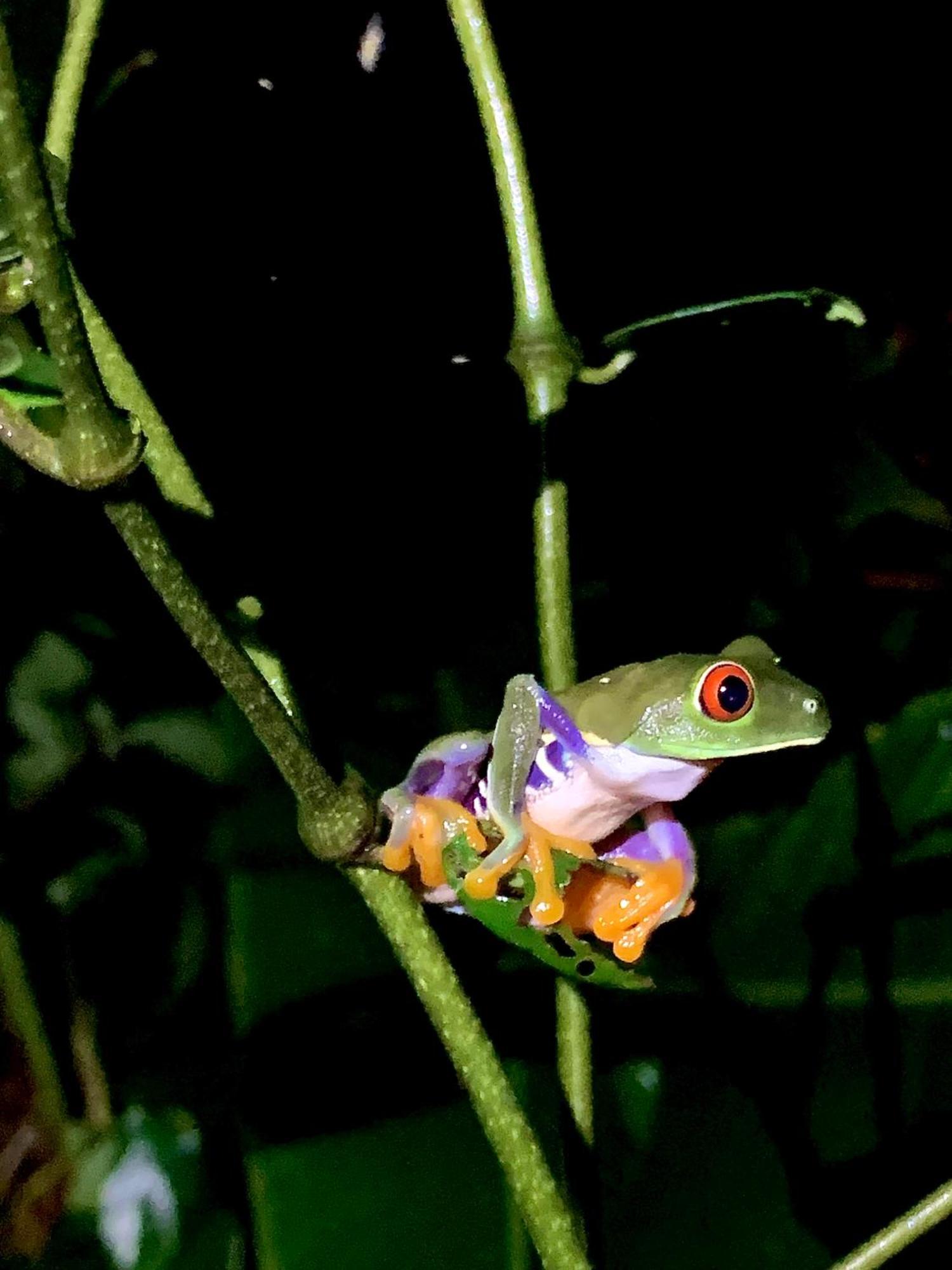 H Et L Lejlighed Tortuguero Eksteriør billede